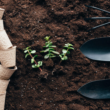 Sadenice rastlín pripravené na výsadbu v pôde, spolu s biologicky rozložiteľnými črepníkmi a záhradníckym náradím.