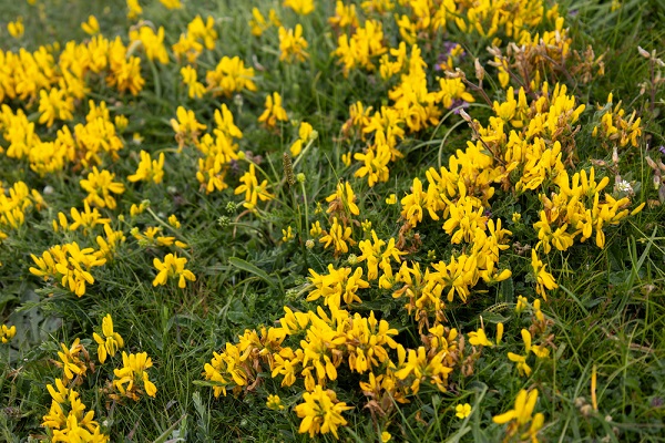 Kručinka farbiarska (Genista tinctoria) pestovaná ako okrasný ker so žltými kvetmi