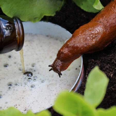 Slimák pri pivnej pasci v záhrade – účinný spôsob, ako sa zbaviť slimákov prirodzenou cestou. Ako sa zbaviť slizniakov