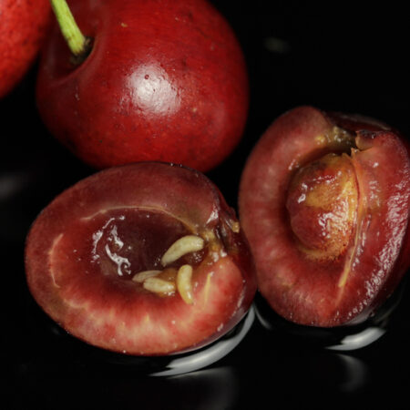 Červivé čerešne napadnuté larvami vrtivky čerešňovej – detail rozpoleného plodu s viditeľnými bielymi červami