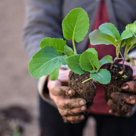Mladé sadenice kapusty pripravené na výsadbu v nádobách, držiace v rukách záhradkára so zeminou. Kapusta z balkóna