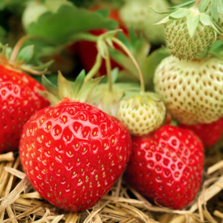 Pestovanie jahôd, Zrelé červené jahody a nezrelé zelené plody na slamovom mulči v záhradke počas pestovania.