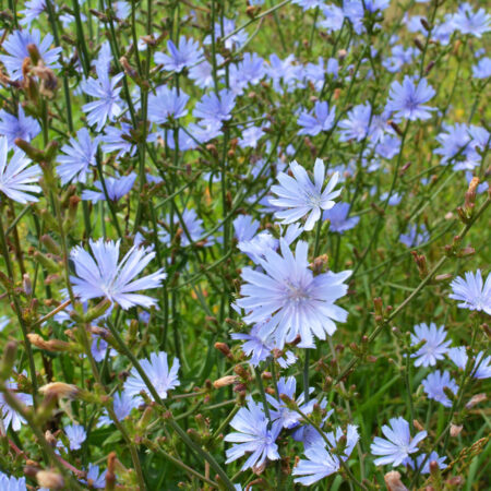 Pestovanie čakanky: Modré kvety čakanky obyčajnej (Cichorium intybus) kvitnúce na lúke počas leta – detailný pohľad na prírodný výskyt rastliny vhodnej aj na pestovanie v záhrade.
