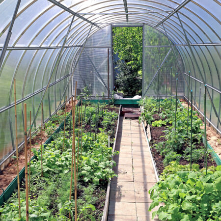 Zeleninový skleník s rajčinami, paprikami a ďalšími plodinami, pripravený na efektívnu prevenciu proti škodcom.