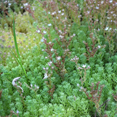 Rozchodníkový koberec v záhrade počas leta s kvitnúcimi sukulentmi Sedum