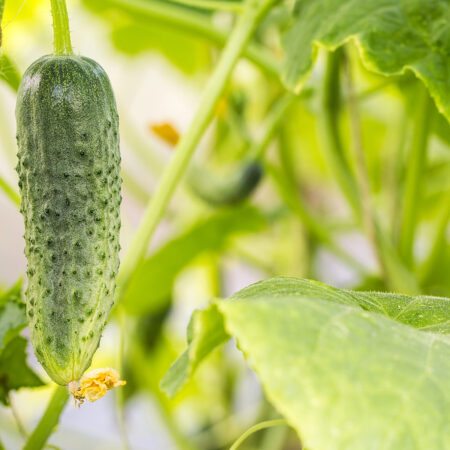 Zrelá uhorka rastúca na rastline v záhrade, pripravená na zber – správne vyštipovanie uhoriek podporuje zdravý rast plodov.
