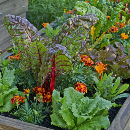 Vyvýšená záhrada v júni so šalátom, mangoldom a nechtíkmi ako prirodzenou ochranou proti škodcom.