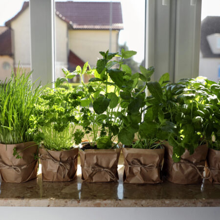 Záhrada v meste? Bylinky pestované v kvetináčoch na okennom parapete v mestskom byte ako súčasť mestskej záhrady