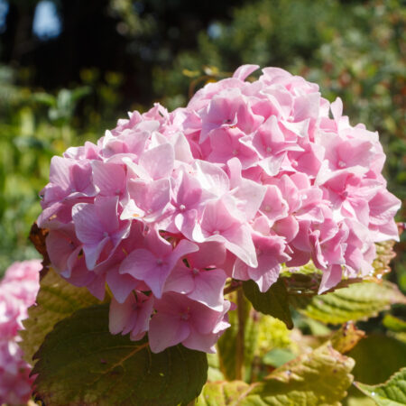 Ružová hortenzia so žltými listami na slnečnom záhone v záhrade – znak nedostatku živín alebo nesprávnej zálievky. Žlté listy hortenzie.