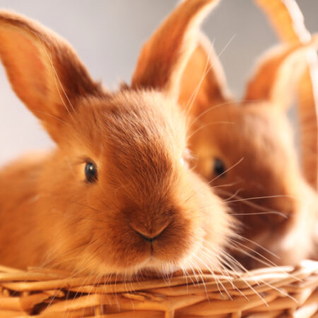 Ako dlho žije králik, Dva hnedé králiky v prútenom košíku, zblízka, s jemným svetlom na pozadí.