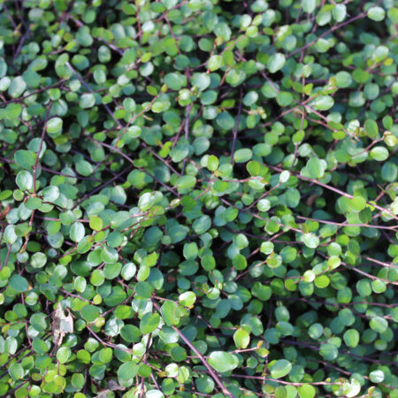 Zelený koberec krásy: Muehlenbeckia v plnej sile