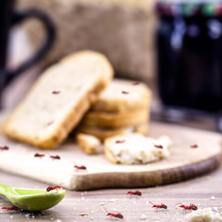 Ako odstrániť mravce? Mravce útočia na chlieb na kuchynskej doske, drobky a sladkosti ich lákajú do domácnosti.