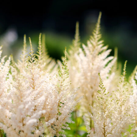 Letné vlny horúčav, Astilba so svojimi bielymi kvetmi v letnej záhrade počas vlny horúčav