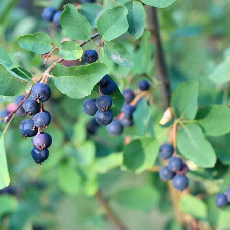 Pestovanie muchovníka, Plody muchovníka na kríku počas dozrievania, pripravené na zber