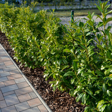 živý plot z vavrínovca pozdĺž chodníka s mulčovanou pôdou a zeleným plotom v pozadí