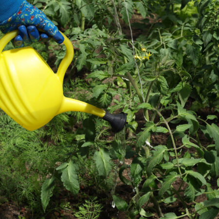 zálievka zeleniny s hnojením pomocou žltej krhly pri paradajkách v záhrade