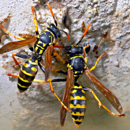 Dve osy na stene – detailný záber škodcov v záhrade počas leta. Ako ochrániť úrodu.