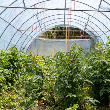 Vnútro skleníka s hustým porastom paradajok počas leta – dôležitosť vetranie skleníka na udržanie optimálnych podmienok pre rastliny.