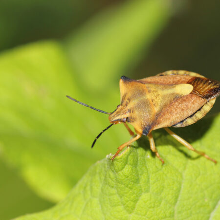 Bzdochy na paradajkách – škodca, ktorý saje šťavu a poškodzuje plody.