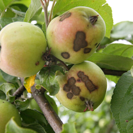 Chrastavitosť jabĺk – patrí medzi najčastejšie choroby jabloní spôsobujúca tmavé škvrny na plodoch.