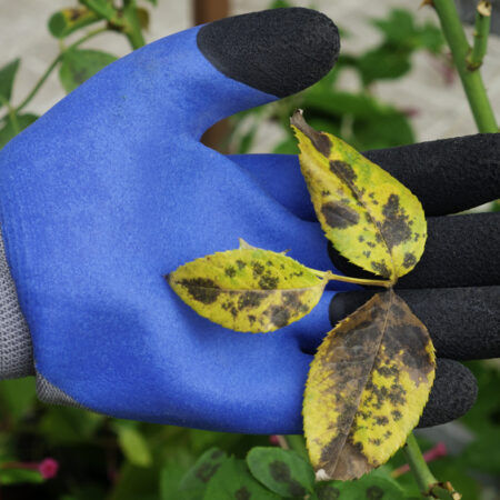 Čierna škvrnitosť ruží na listoch – typické čierne škvrny a žltnutie listov