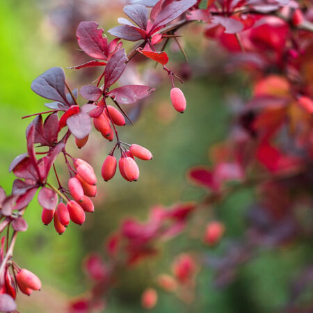 Dráč Thunbergov s červenými listami a bobuľami.