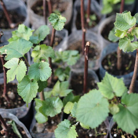 Rozmnožovanie viniča: Zakorenené odrezky viniča v kvetináčoch pripravené na výsadbu.