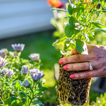 Výsadba trvalkových záhonov – tipy, postup a inšpirácie pre krásnu záhradu