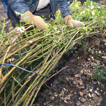 Februárové práce v záhrade – rez ruží a zber ostrihaných konárov v záhone