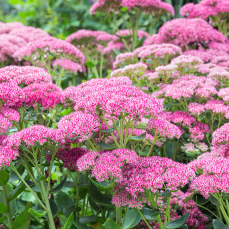 Rozchodník patrí medzi najodolnejšie nenáročné rastliny do každej záhrady