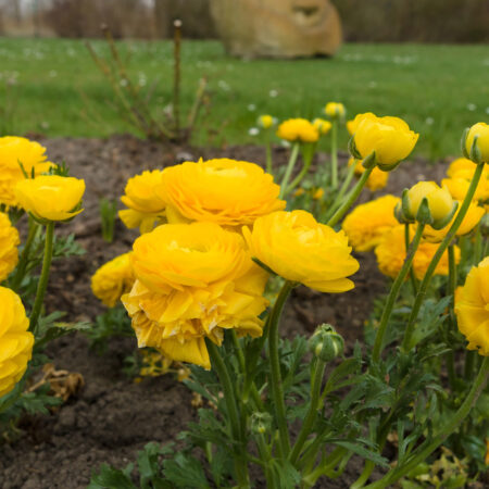 Žlté iskerníky (ranunculus) v záhone počas jari – pestovanie iskerníkov v záhrade krok za krokom.