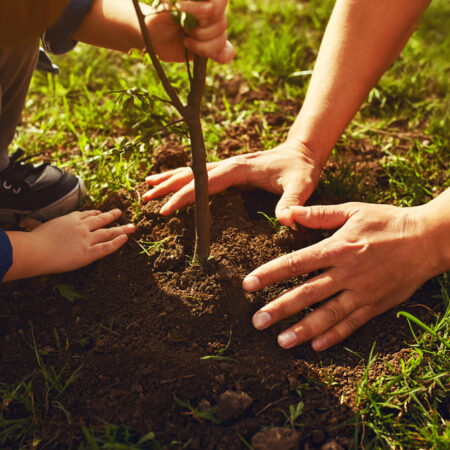 Jarná výsadba ovocných stromov – rodinné sadenie mladého stromčeka do záhrady