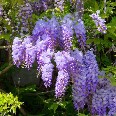 Kvitnúca vistéria na pergole s hustými strapcami fialových kvetov na jar, kvitnutie vistérie