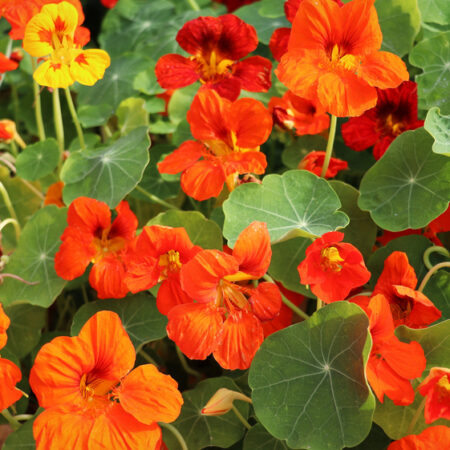 Hustý porast oranžovýcie kapucínok počas leta. Pestovanie kapucínok