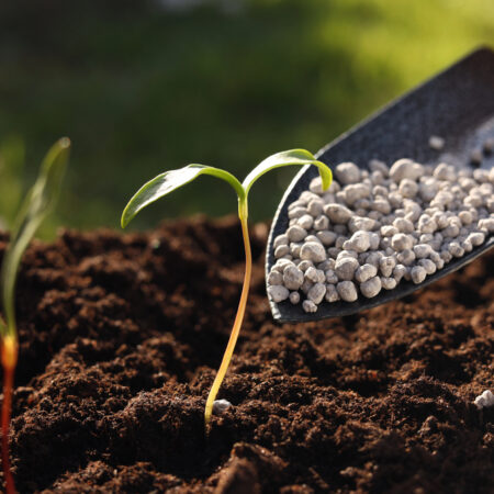 Rýchlokurz správneho hnojenia. Granulované hnojivo aplikované do pôdy k mladým rastlinám v záhrade