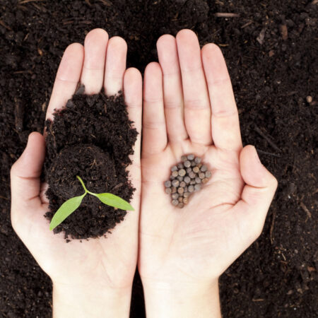 Ruky držiace pôdu so zeleným klíčkom a semienka pripravené na jarný výsev v záhrade
