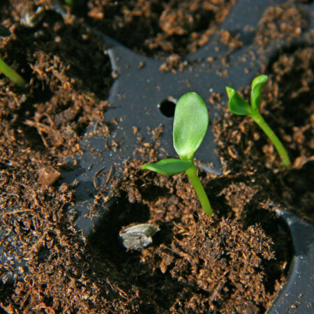 Substrát pre semienka – jemná výsevová zemina s klíčiacimi mladými rastlinami v sadbovači