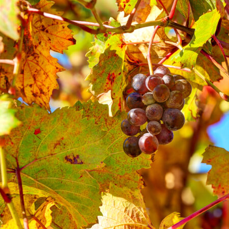 Zlaté žltnutie listov na viniči s červenajúcimi listami a oslabeným strapcom hrozna