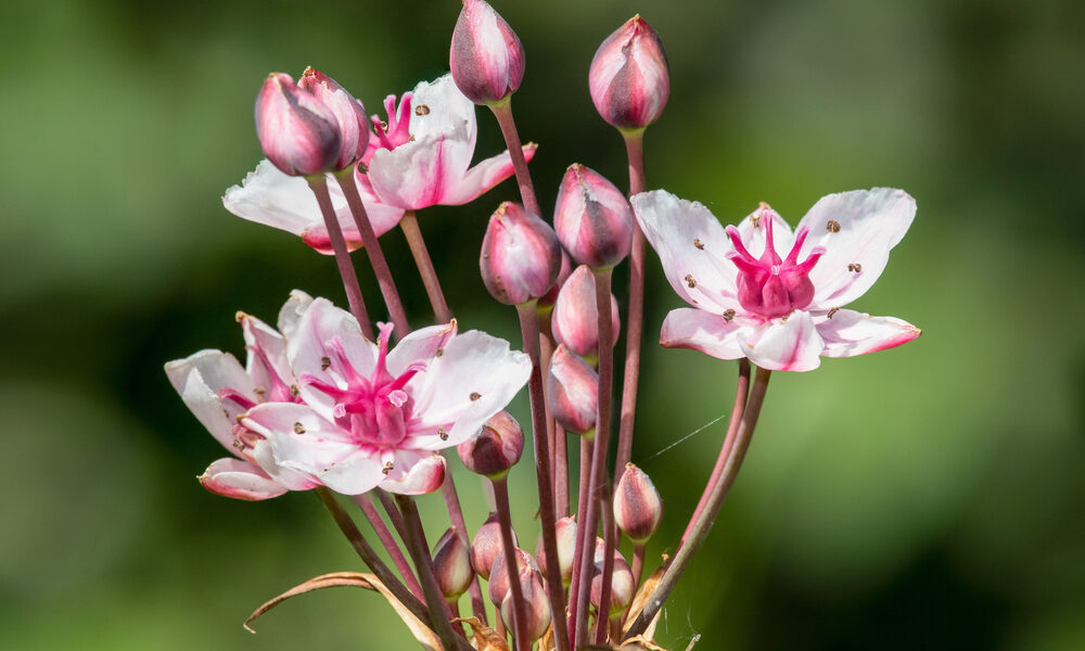 Rastliny do vlhkej pôdy – kvitnúca okrasa okolíkatá (Butomus umbellatus) vhodná do podmáčaných miest