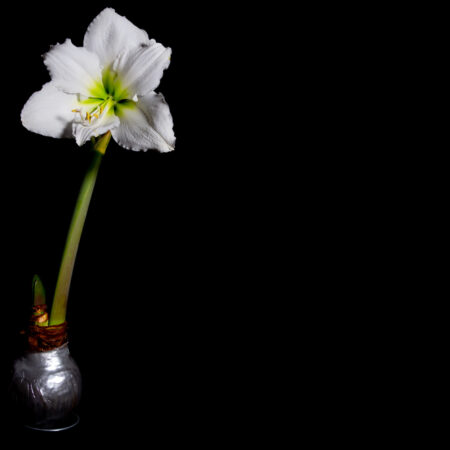 Amarylka vo vosku s bielym kvetom pestovaná bez zeminy po odkvitnutí