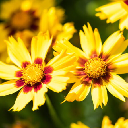 Dlhokvitnúce trvalky krásnoočko so žltými kvetmi kvitnúce v záhrade počas leta