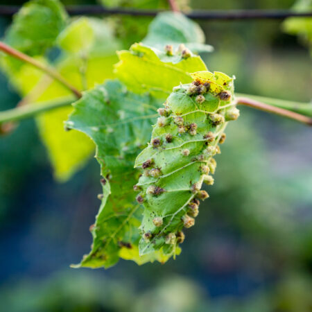 Erinóza na liste viniča s typickými plstnatými vankúšikmi a deformáciou listu