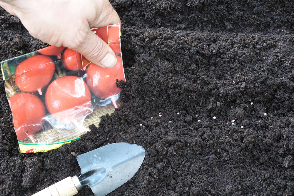 Výsev semien do pôdy s dodržaním správnej hĺbky výsadby