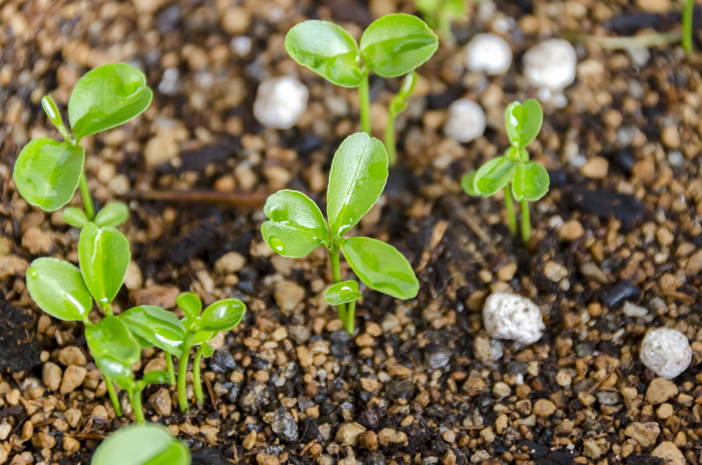 Hĺbka výsadby, klíčiace rastlinky na záhone. 