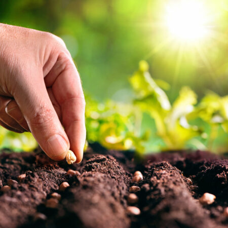 Ručné sadenie semien do pôdy a správna hĺbka výsadby
