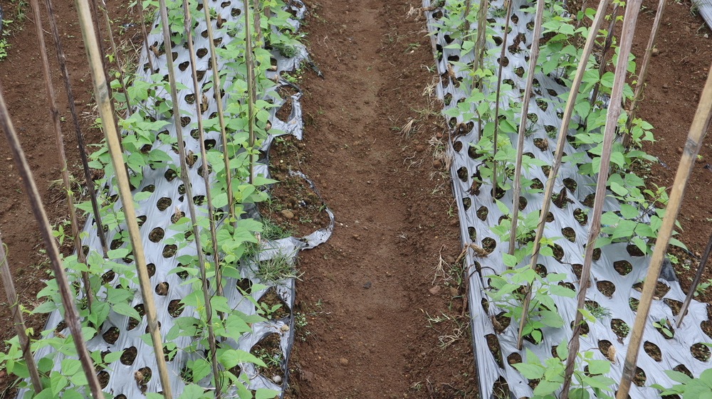 Mladé rastliny hrášku pestované v riadkoch s oporou v záhrade