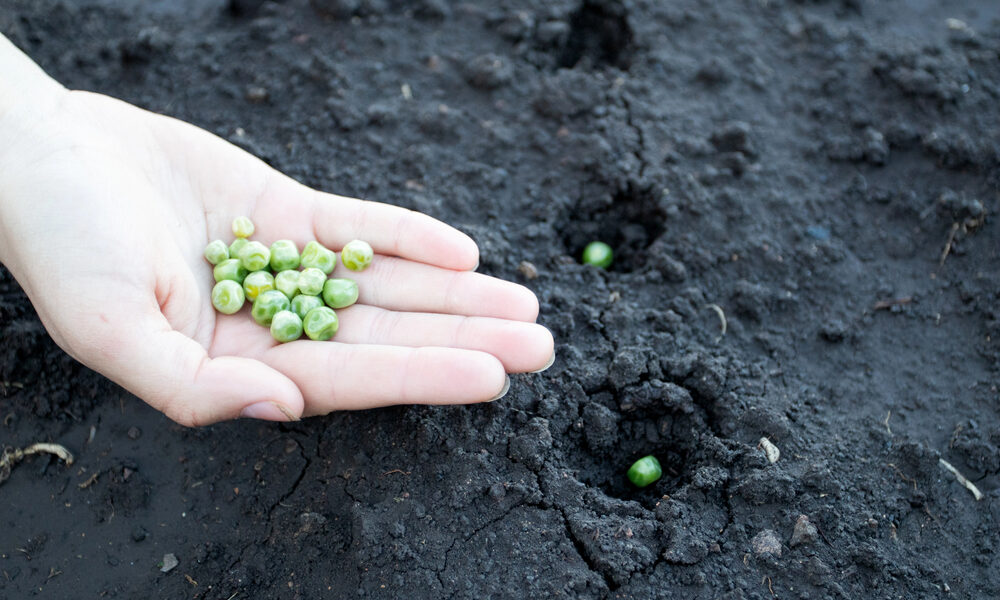 Hrášok potrebuje oporu a správne rozostupy, aby rástol zdravo a priniesol bohatú úrodu.