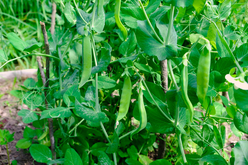 Zrelý hrášok na zber: kedy je ten správny čas