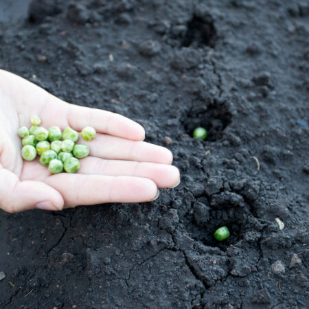 Hrášok potrebuje oporu a správne rozostupy, aby rástol zdravo a priniesol bohatú úrodu.