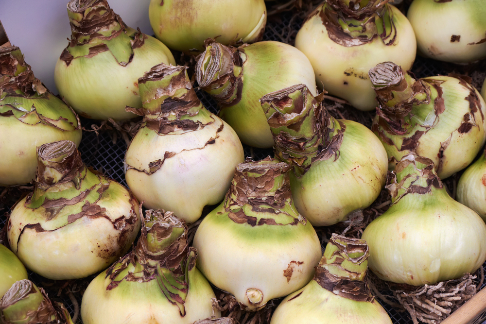 Cibule amarylky pripravené na výsadbu podľa kalendára výsadby amarylky.